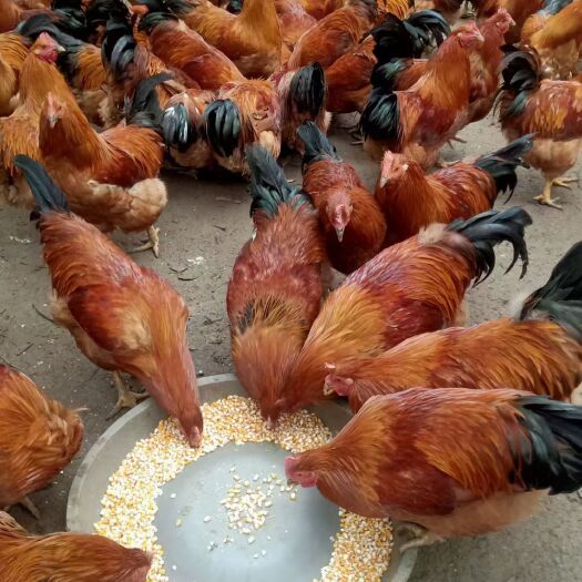 南宁精品鸡 玉米喂养