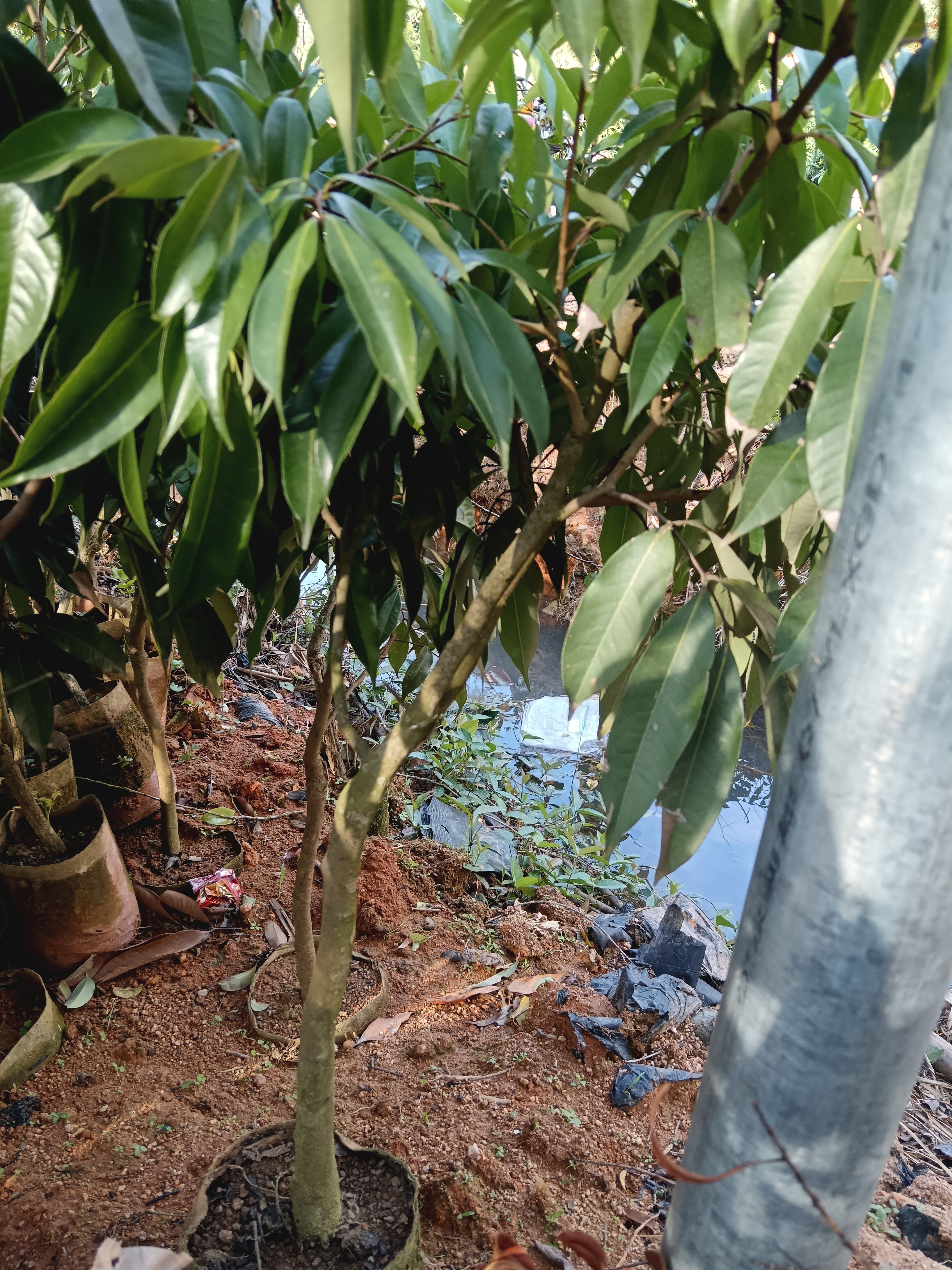 无核荔枝果树苗嫁接果树苗品种