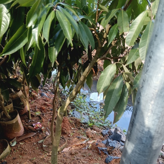 灵山县无核荔枝果树苗嫁接果树苗品种