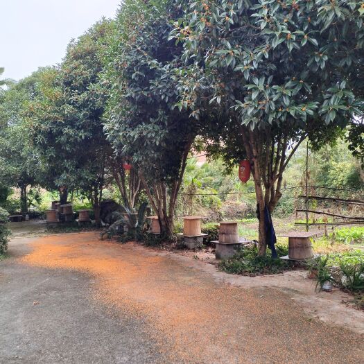 浮梁县产自小山村的农家土蜂蜜，天然，一年只收一次。
