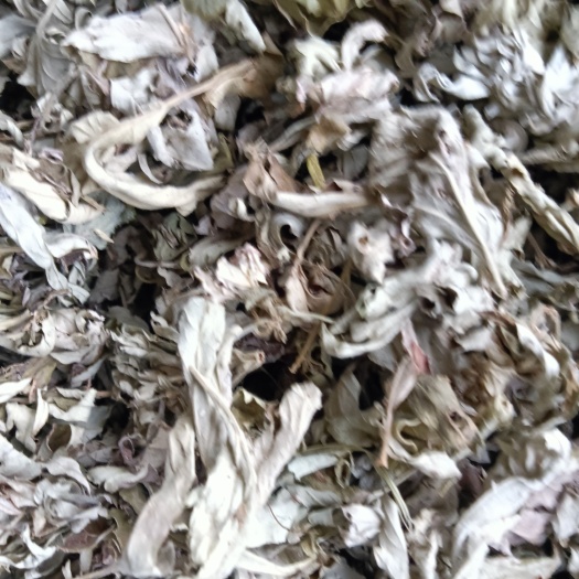 光山县大别山大叶艾，干度好，无硫磺，包邮