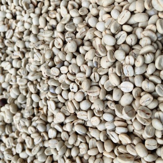 景东县普洱小粒咖啡豆