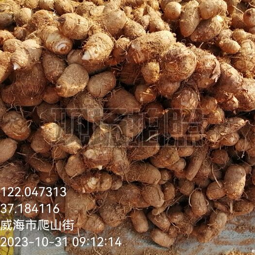 威海老式芋头