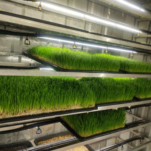 青州市改装式水培牧草种植设备-金欣农业