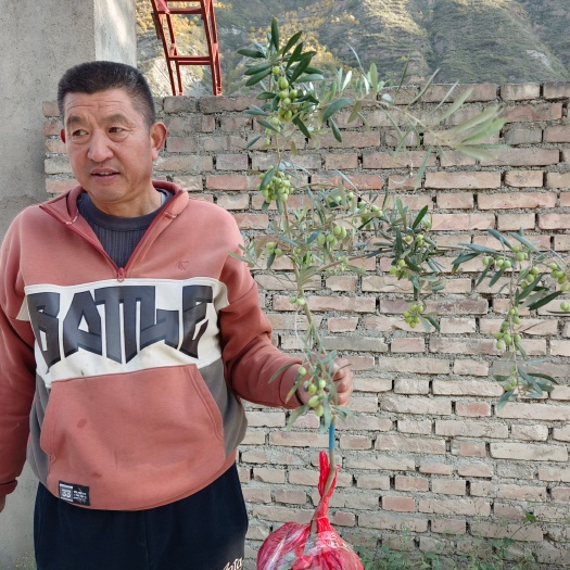 陇南西班牙油橄榄树苗