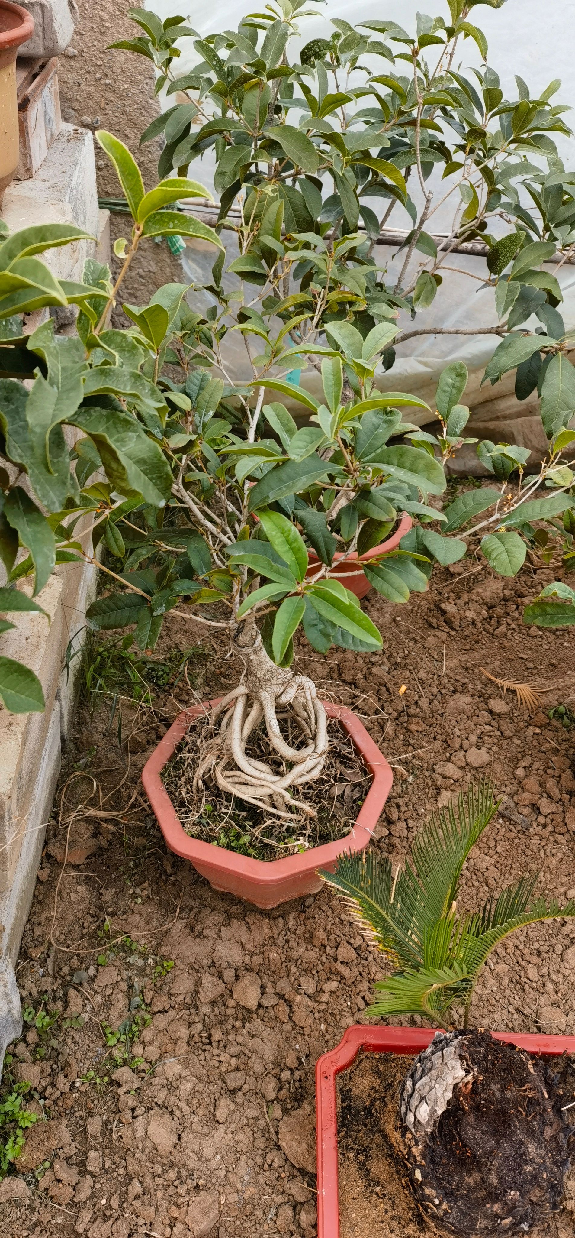 嫁接桂花树苗南北方室内室外庭院种植耐寒浓香型四季开花盆栽绿植