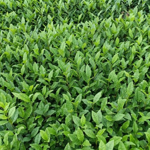 三江县龙井43茶苗