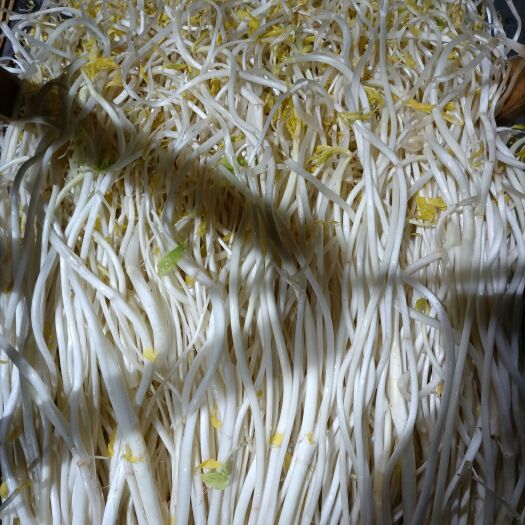 溧阳市安徽芹芽 千亩种植基地 专业合作社 量大从优…