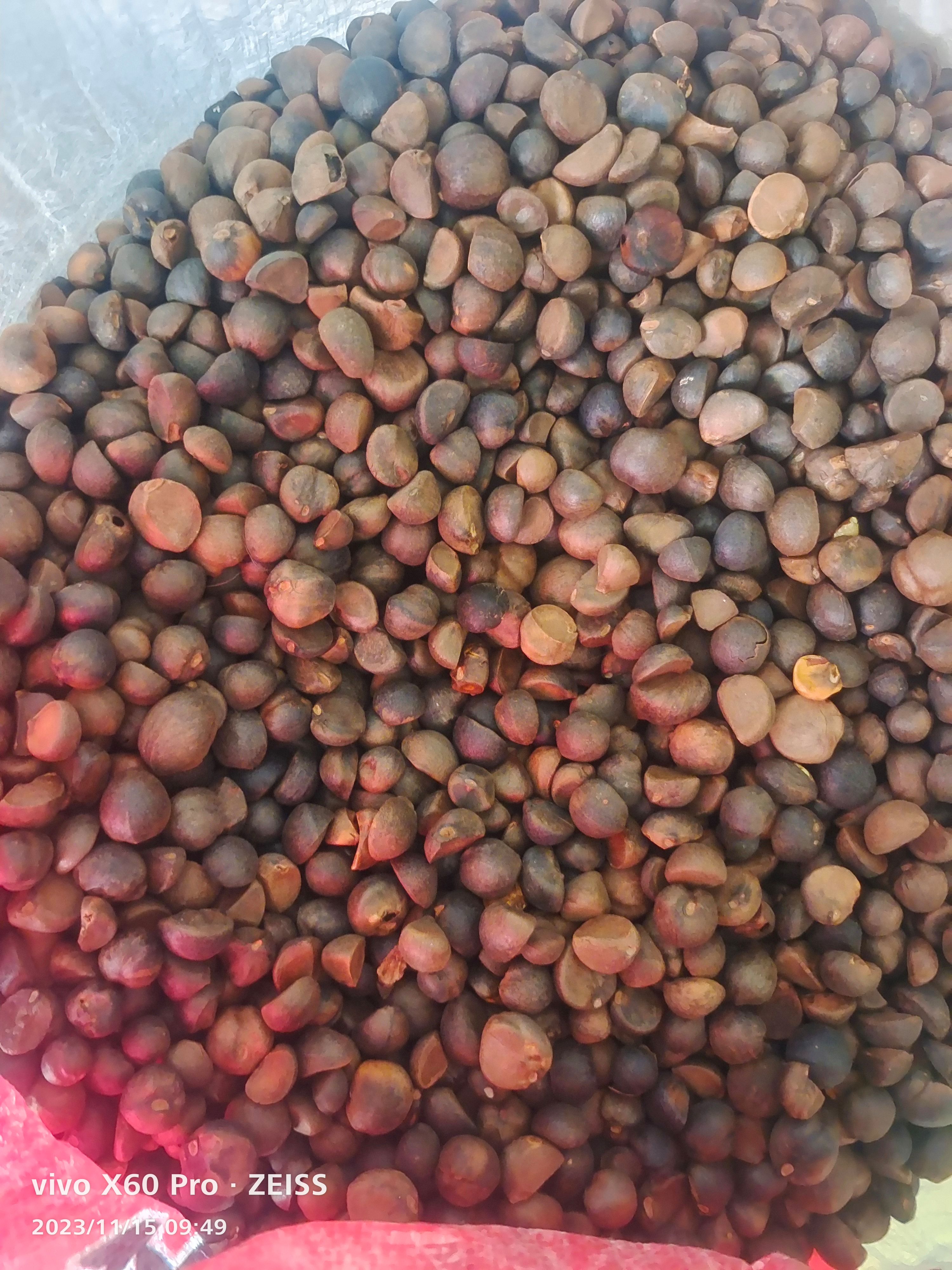 油茶籽