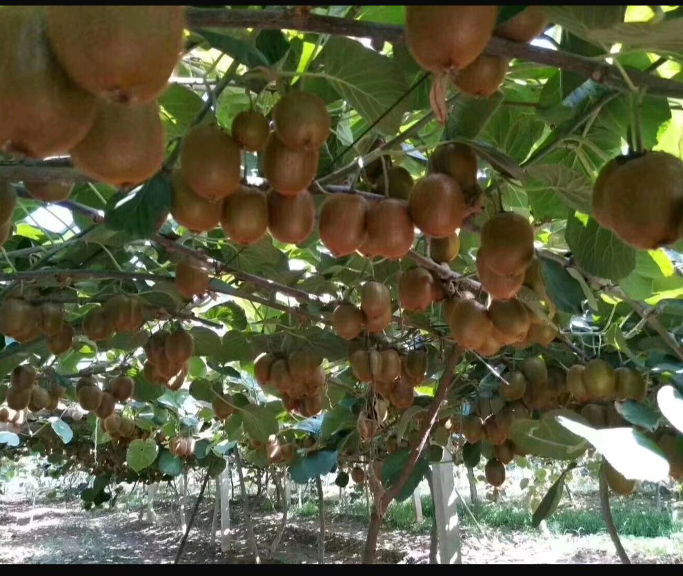 徐香猕猴桃【90克左右大果】