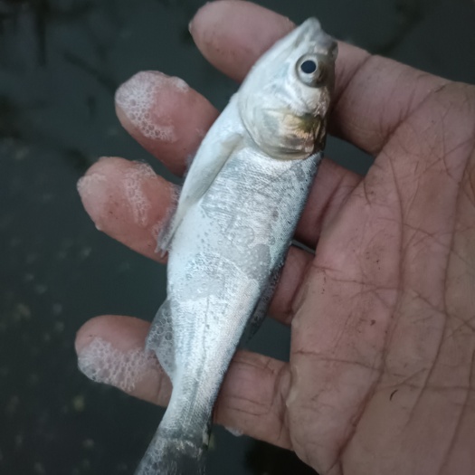 郑州批发草鱼花鲢苗白鲢苗鲤鱼苗鲫鱼苗/各种规格
