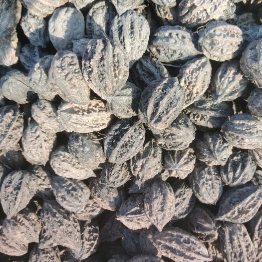 方正县东北山核桃