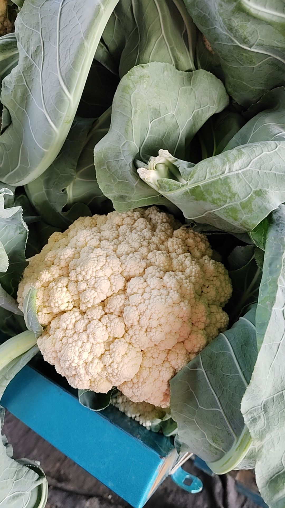 花菜小量上市