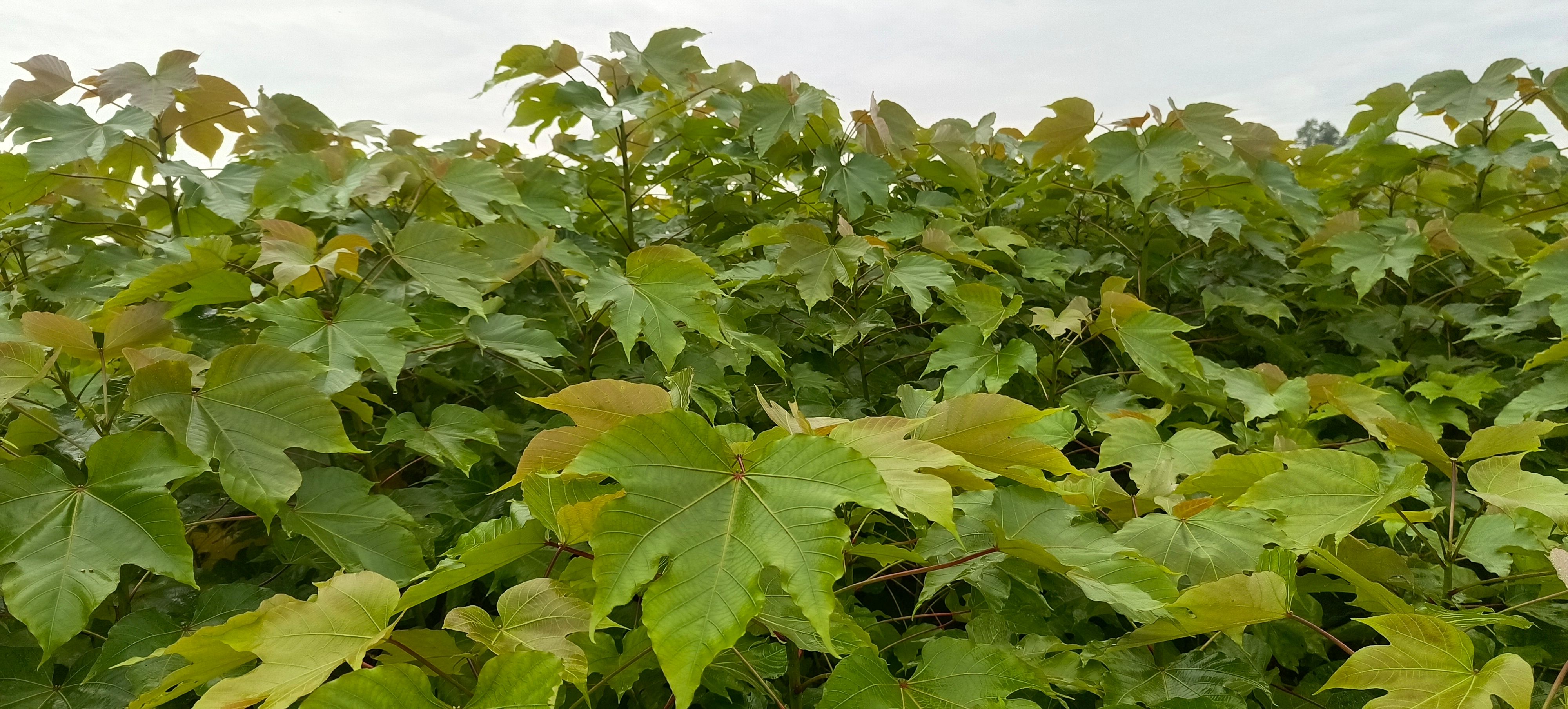 千年桐树苗培育基地常年大量批发