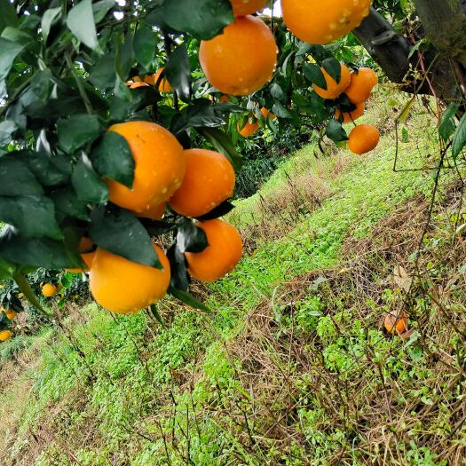 忠县爱媛果冻橙