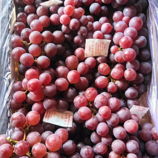卢龙县冷库储存巨峰葡萄
