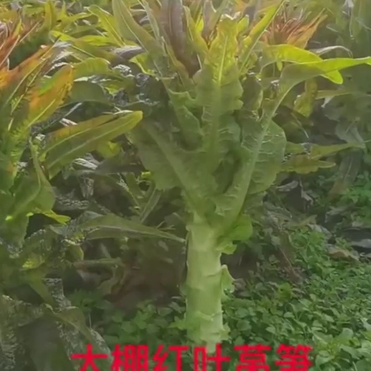 洪湖市【湖北红叶莴笋】红叶莴笋，叶尖，靓丽，诚信报价，湖北红叶莴笋