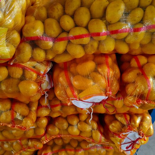 滕州市V7： 2—4两精品土豆荷兰十五土豆
