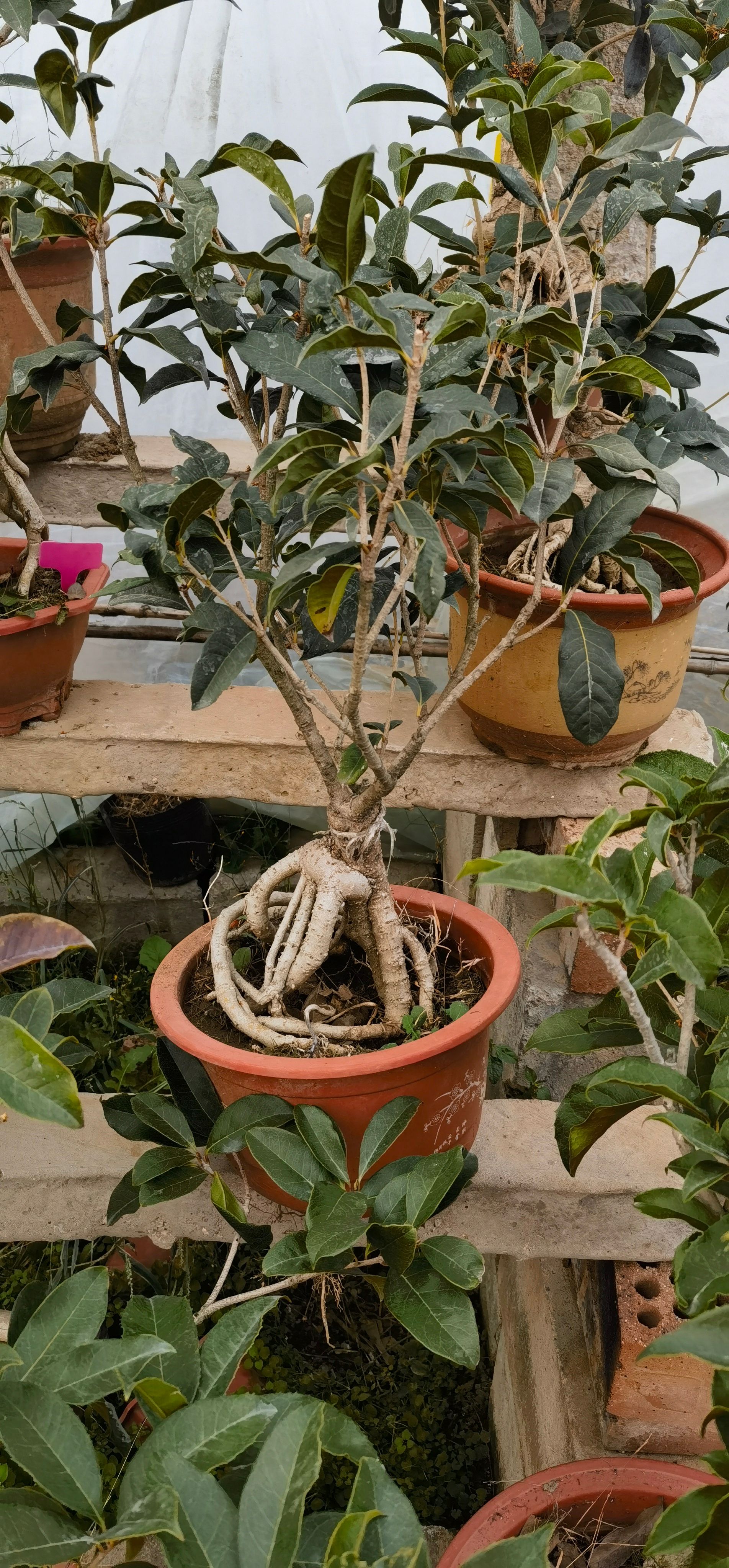 嫁接桂花树苗南北方室内室外庭院种植耐寒浓香型四季开花盆栽绿植