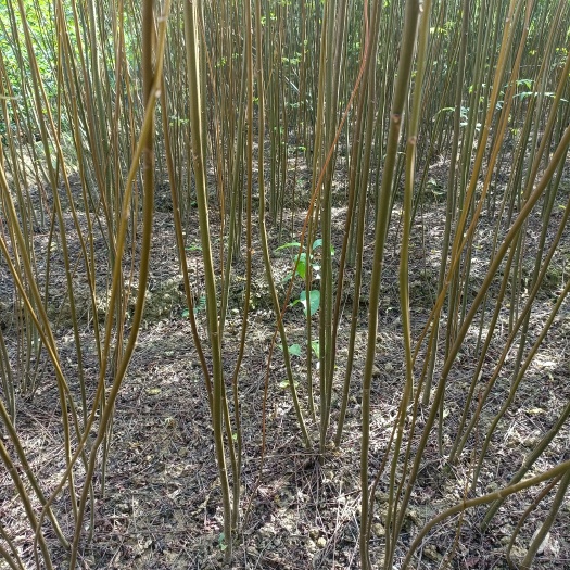 奉新县南酸枣苗0.5-2公分自家田苗自产自销产地直发批发价格出售。