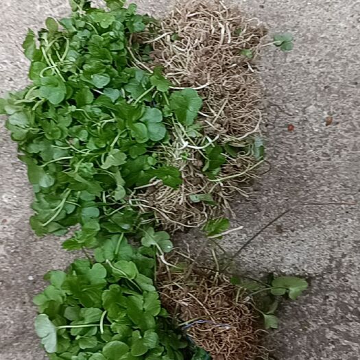 商城县猫爪草苗~ 现货产地直供