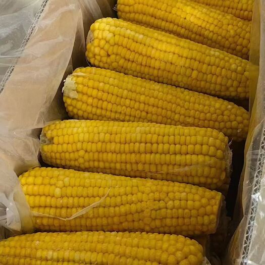 连江县东北特级甜糯玉米棒