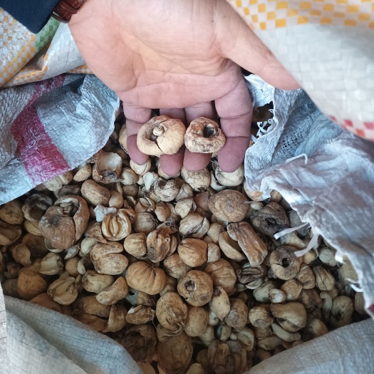 伊宁县精品伊贝母