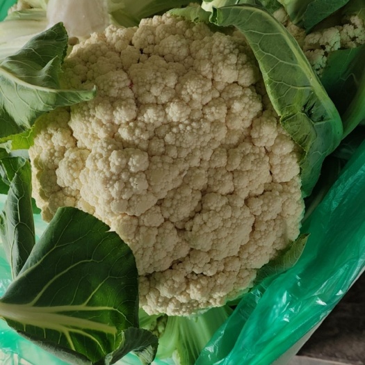有机花菜 白 无虫