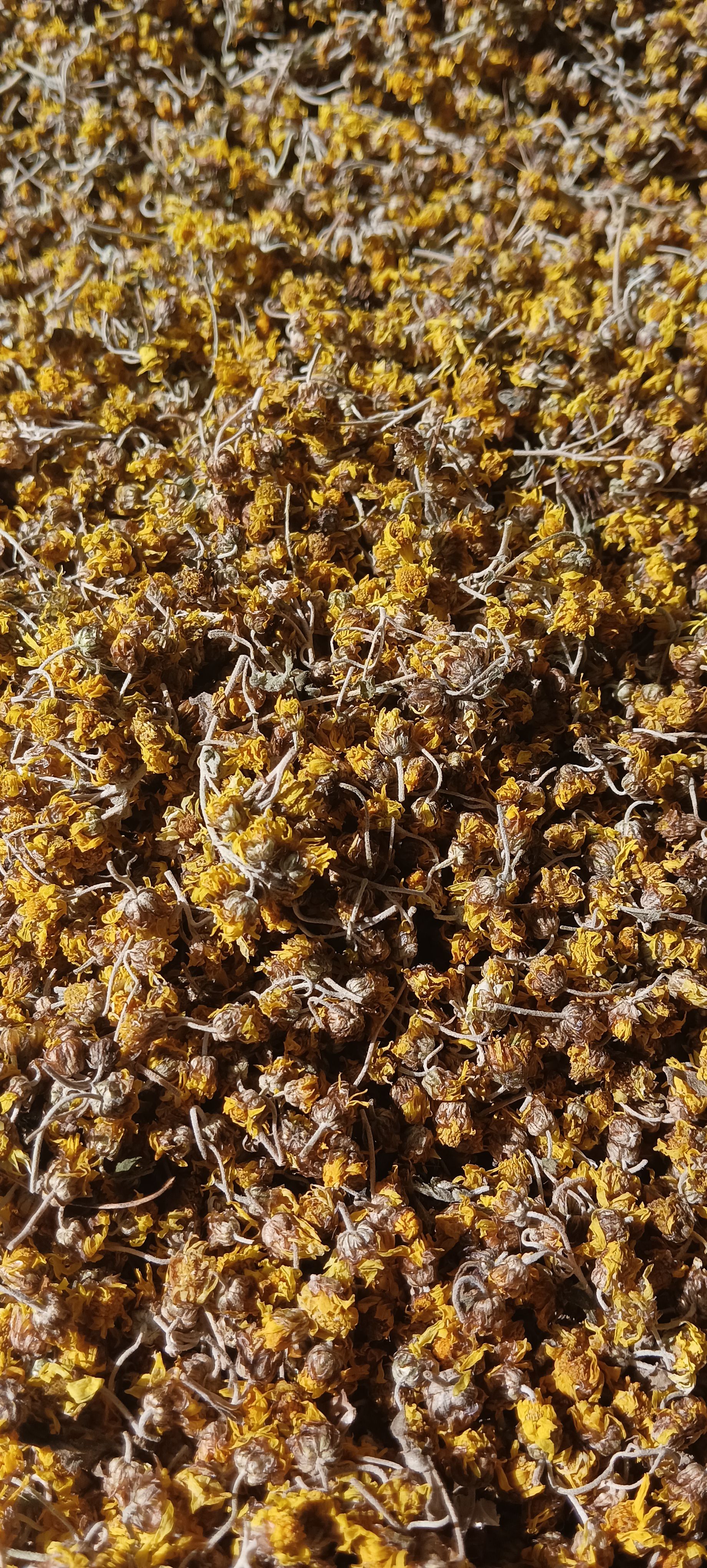 野菊花，今年新货。纯干货出售。