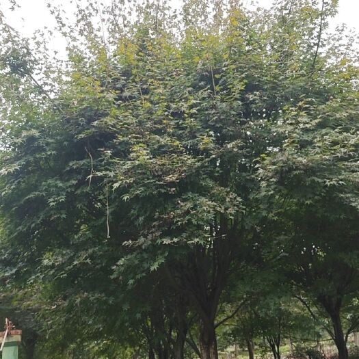 都江堰市鸡爪槭