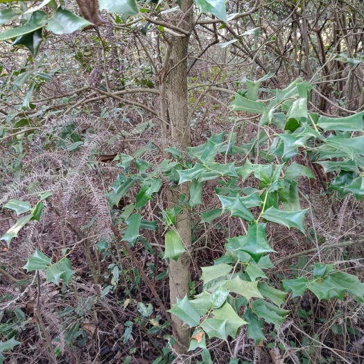 东安县构骨树，总高3米，主杆直径10cm，一米八以上呈伞状，