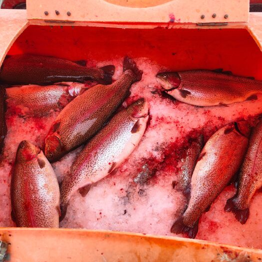 乌什县丹麦三倍体虹鳟3.5+大量有货