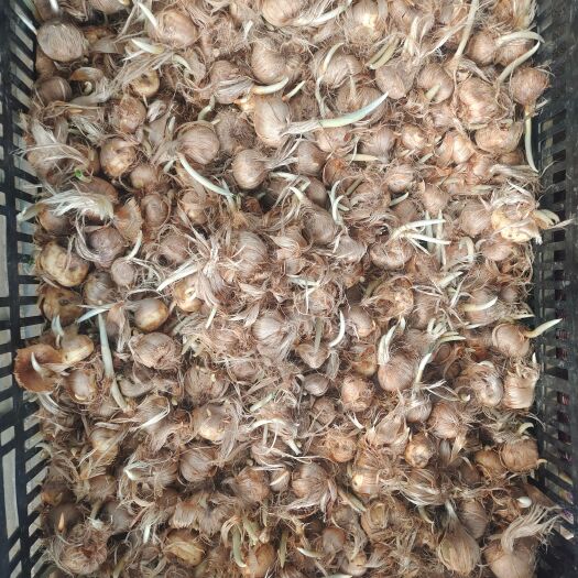 沭阳县藏红花种球   10吨左右  量大来谈  价格合适
