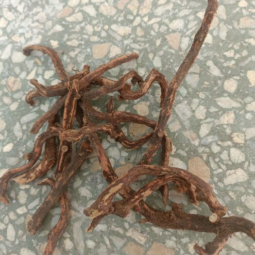 十堰骨碎补