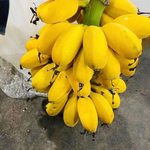 成都苹果蕉