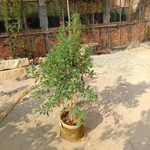 漳州东魁杨梅苗3年苗