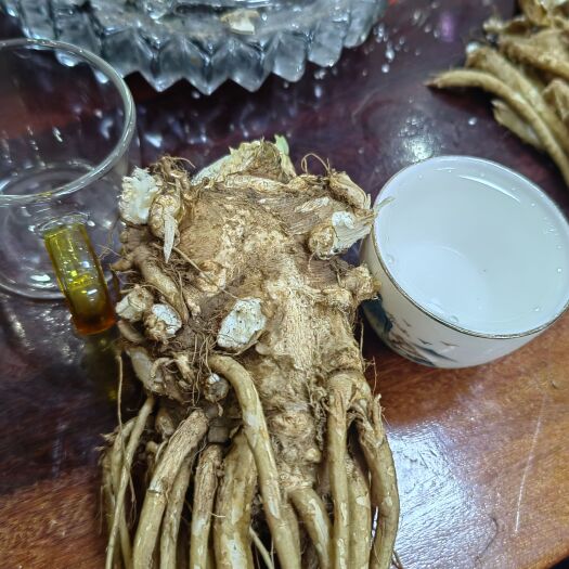 香格里拉云当归