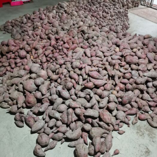 德庆县红薯