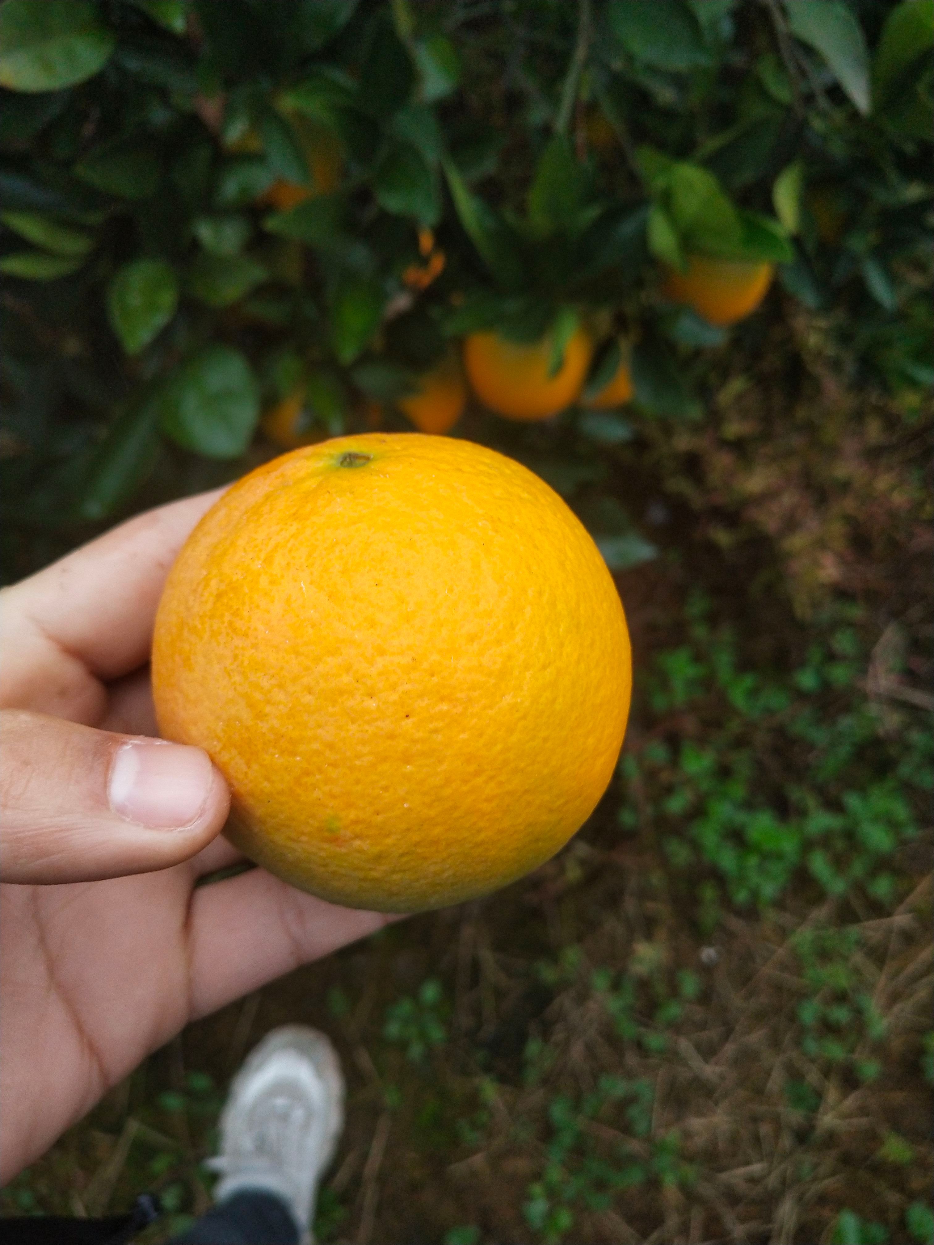 湖南冰糖橙 大量供应各大市场电商平台   打过糖 口感纯甜