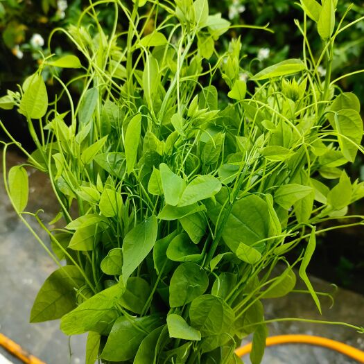 靖西市学名：赤苍藤，地方名：龙须菜，别名：姑娘菜