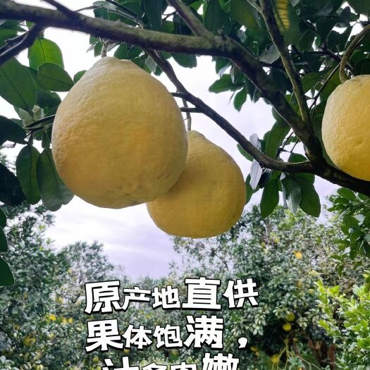 临湘市江永香柚
