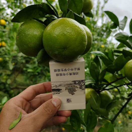 钟山县皇帝柑(贡柑)   鲜甜多汁果面干净   个头均匀