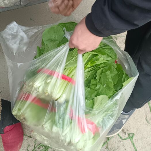 石家庄小白菜
