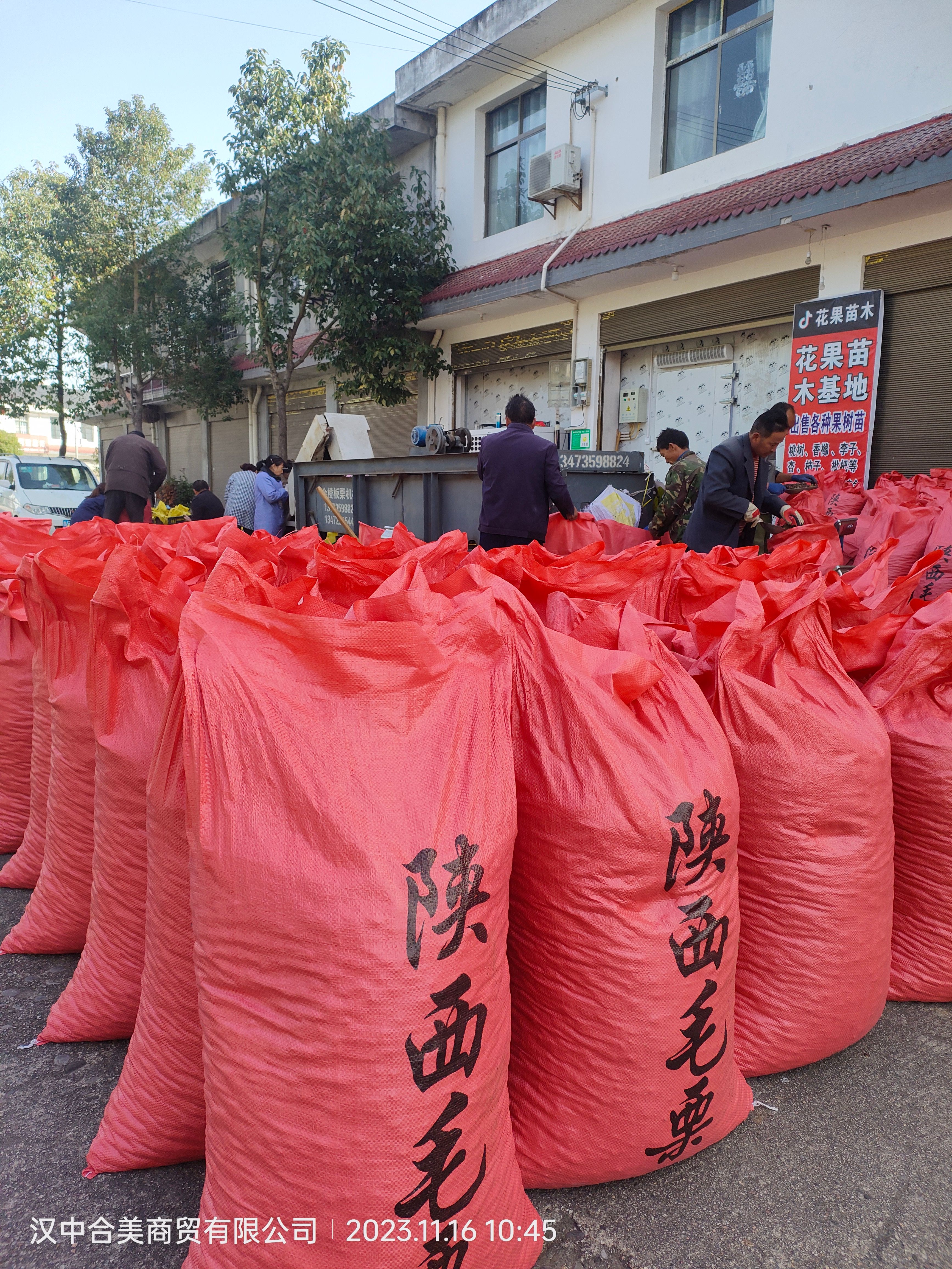 陕西巴山毛栗，高山野生油栗