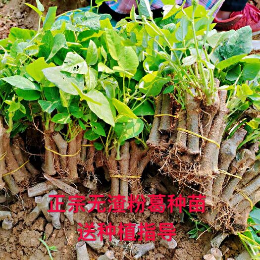 藤县葛根种苗 无渣粉葛种苗，高产葛根苗，芽率高