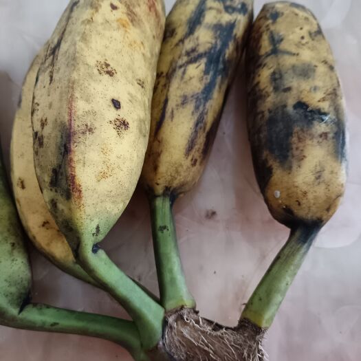 紫金县香蕉