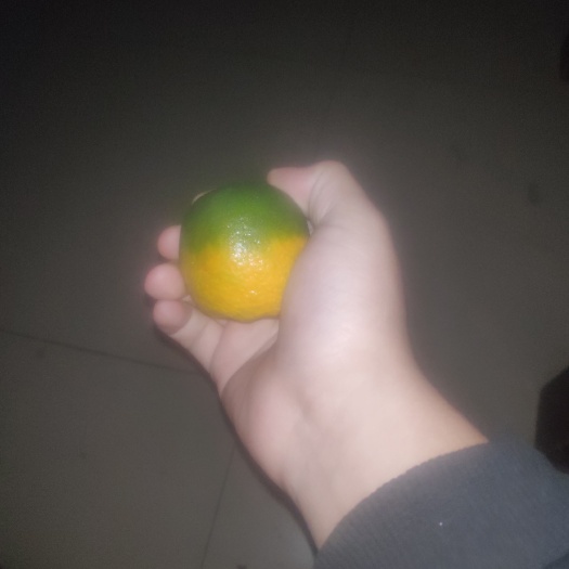 橘子