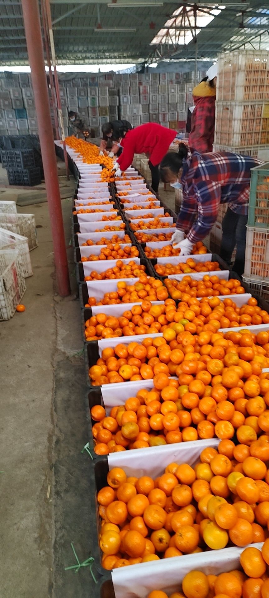椪柑，无籽椪柑，