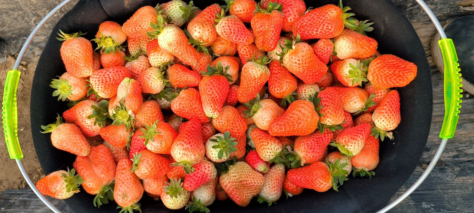 徐州耿集万亩草莓产业园