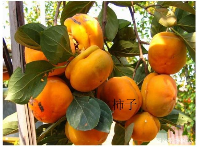 冠县口感：柿子果肉柔软多汁，味道甘甜。